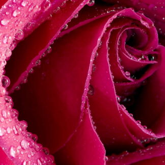 Фото на стекле «Бутон розы»