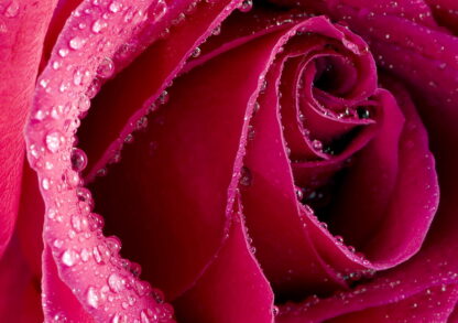 Фото на стекле «Бутон розы»