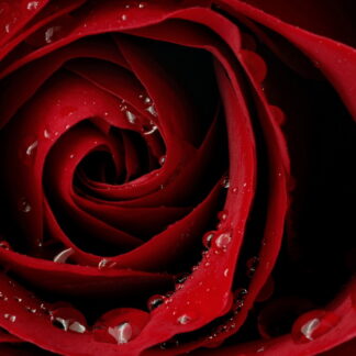 Фото на стекле «Алая страсть розы»