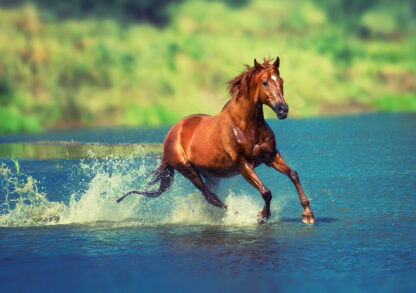 Фото на стекле «Бегущая по воде лошадь»
