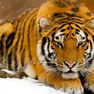 Фото на стекле «Тигр»