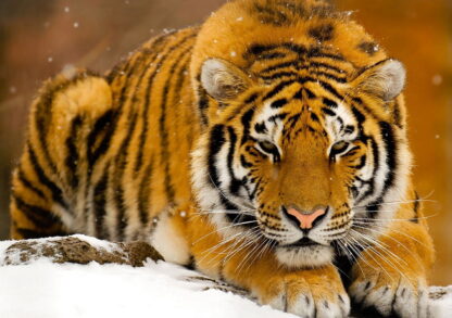 Фото на стекле «Тигр»